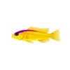 Purple Striped Dottyback