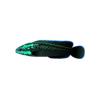 Springeri Dottyback