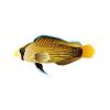 Gold Splendid Dottyback