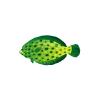 Green Flounder