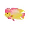 Golden Base Flowerhorn