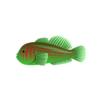 Green Clown Goby