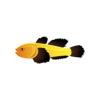 Panda Clown Goby