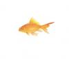 Goldfish - Goldie