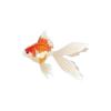 Fantail Goldfish