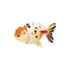 Ranchu Goldfish