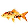 Black Spot Goldfish