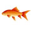 Orange Blossom Goldfish