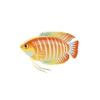 Gourami 3