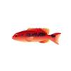 Red Louti Grouper