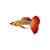 Red Leopard Guppy