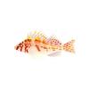 Falcos Hawkfish