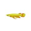 Golden Killifish