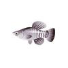 Diamond Killifish