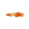 Golden Lyretail Killifish