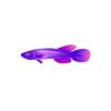 Purple Lyretail Killifish