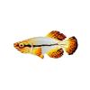 Flame Fin Kilifish