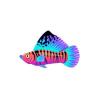 Sapphire Sailfin Molly