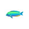 Neon Damselfish