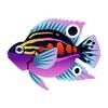 Cosmic Parrot Cichlid