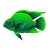 Deep Green Parrot Cichlid