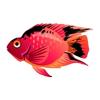 Red Patch Parrot Cichlid