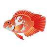 Red Splotch Parrot Cichlid