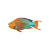 Rainbow Parrotfish