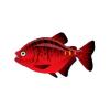 Bloodred Piranha