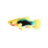 Painted Platy