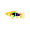 Rainbow Painted Platy