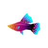 Aquatipped Hi-Fin Platy