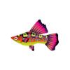 Goldenrod Hi-Fin Platy