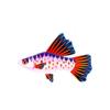 Sixlet Hi-Fin Platy