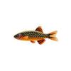 Galaxy Rasbora