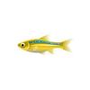 Yellow Neon Rasbora