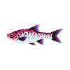 Pinkback Rasbora