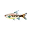 Silverlight Rasbora