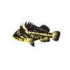 China Rockfish