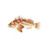 Copper Rockfish