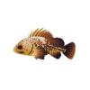 Quillback Rockfish