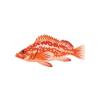 Vermillion Rockfish