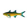 Tropical Threadfin Salmon