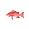 Red Snapper