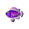 Pansy Purple Bigeye Soldierfish