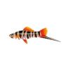 Cavern Swordtail