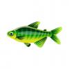 Cornfield Tetra