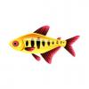 Golden Ladder Tetra