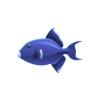 Blue Triggerfish