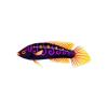 Lilac Swirl Diamondtail Wrasse